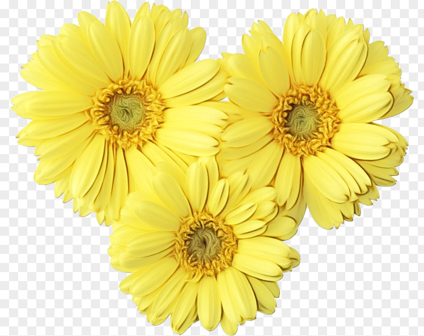 Flower Transvaal Daisy Floral Design Image Chrysanthemum PNG