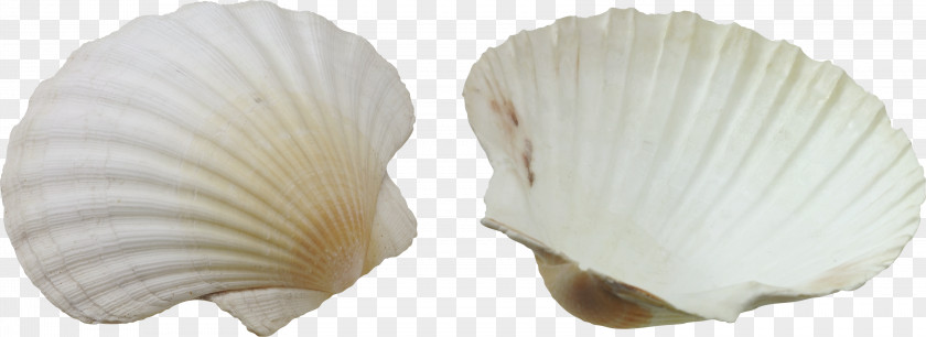 Seashell Clip Art PNG