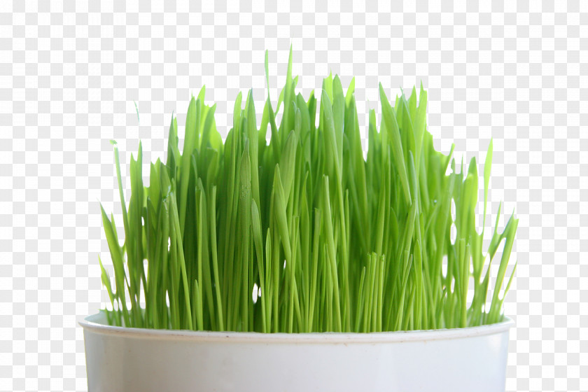 Wheat Certified Organic Non-GMO Wheatgrass Seeds Todd's One Pound Sprouting PNG