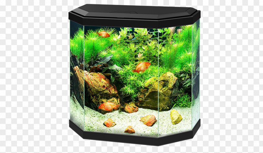 Aquariums Aquarium Filters Ciano Aqua Pet PNG