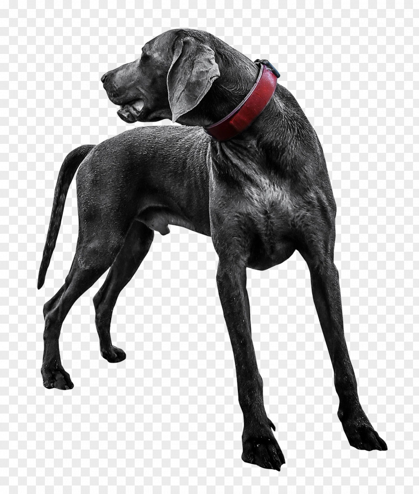 Black Labrador Dog Transparent Retriever Weimaraner Puppy PNG