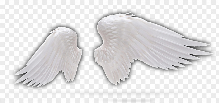 Feather Wing Angel PNG Angel, Wings,Dark Wings, white wings illustration clipart PNG