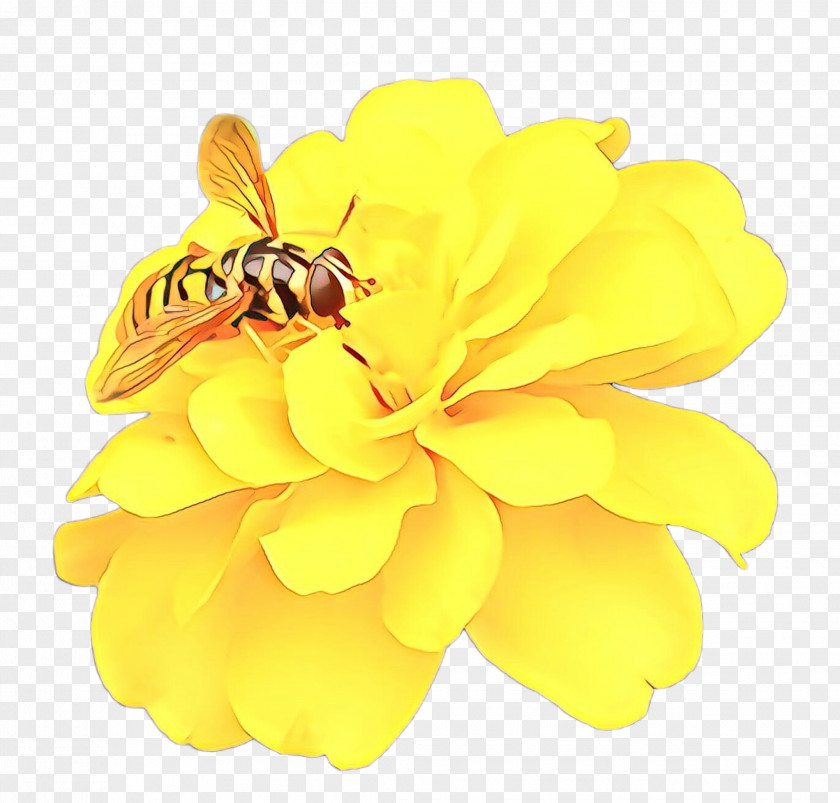 Hornet Zinnia Flowers Background PNG