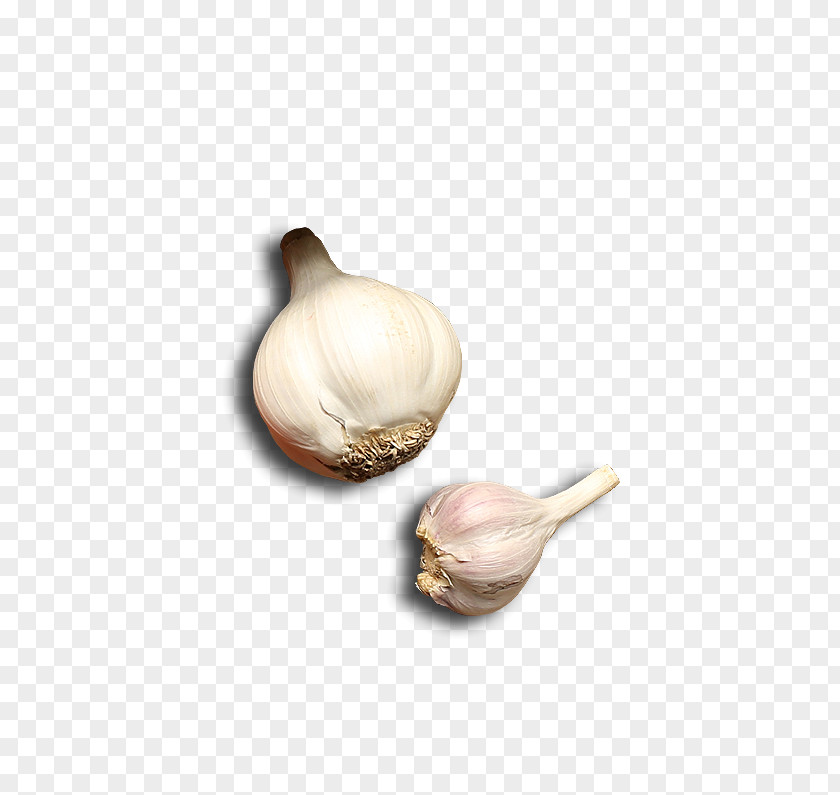 Two Garlic Vegetable Download Computer File PNG