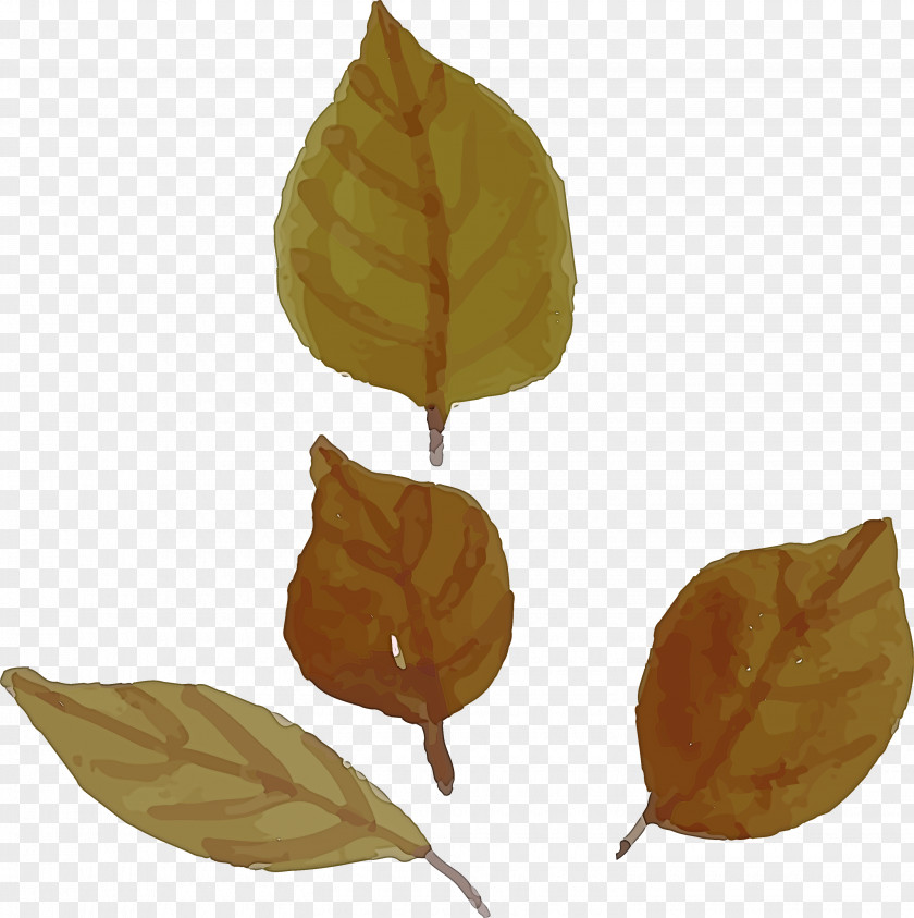 Leaf Fruit Plants Biology Plant Structure PNG