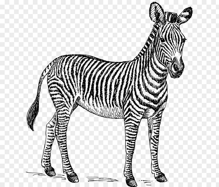 Zebra Drawing Zorse Clip Art PNG