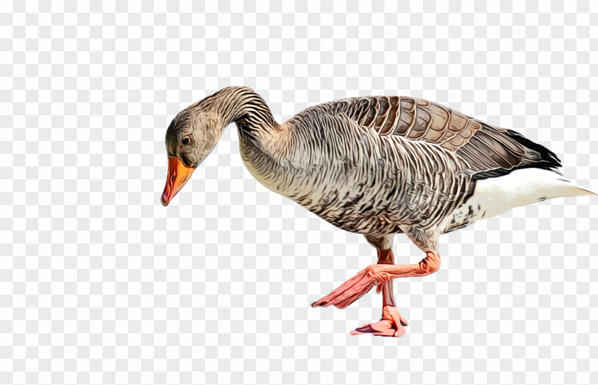Bird Beak Water Goose Ducks, Geese And Swans PNG