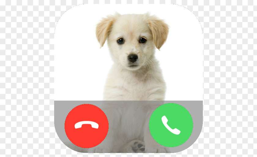 Dog Phone Calling Puppy Labrador Retriever Pet Kitten Cuteness PNG