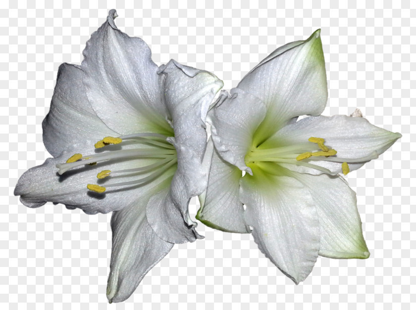 Lily Pictures Lilium White Amaryllis Belladonna Petal PNG