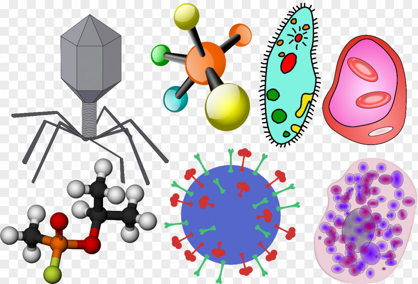 Macro Museum Human Behavior Organism Clip Art PNG