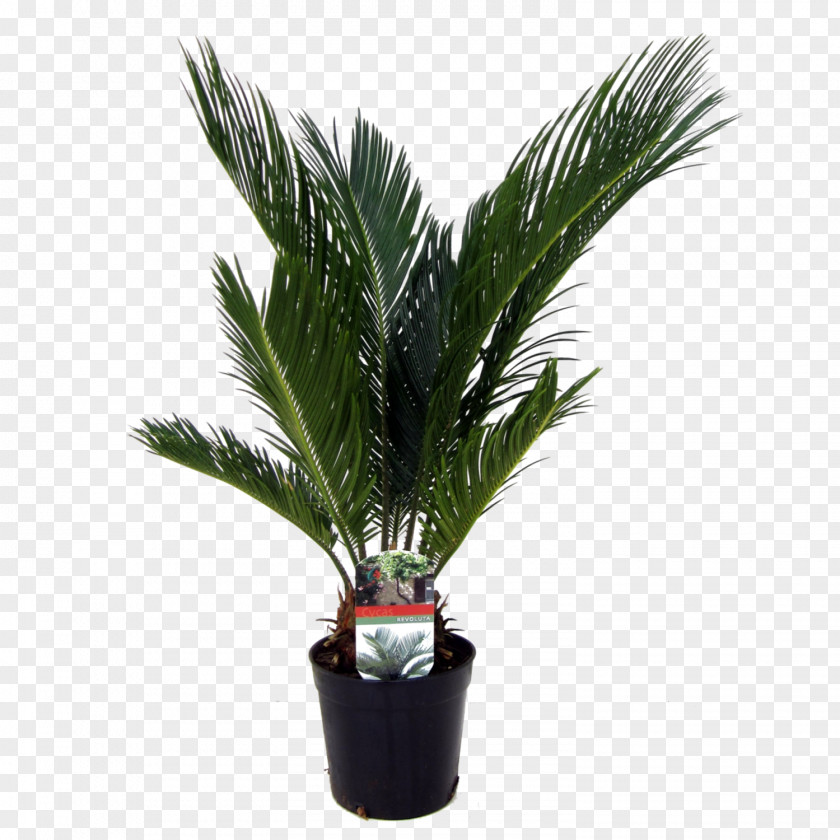 Plant Arecaceae Sago Palm Houseplant Date Palms PNG
