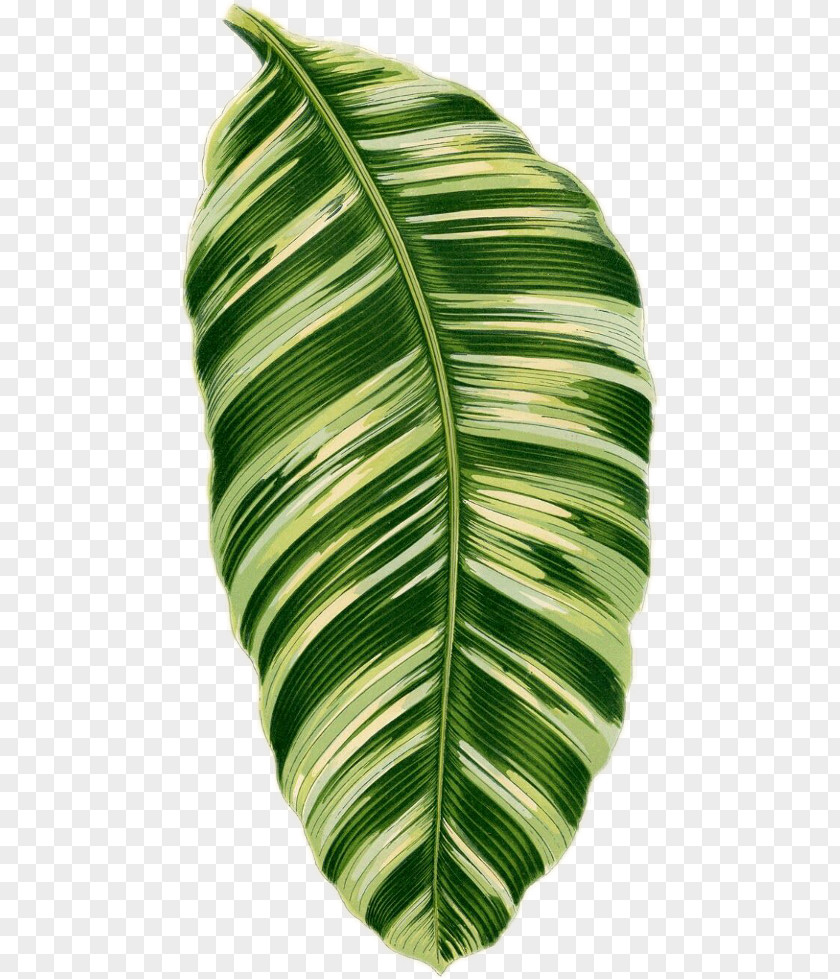 Plant Banana Leaf PNG