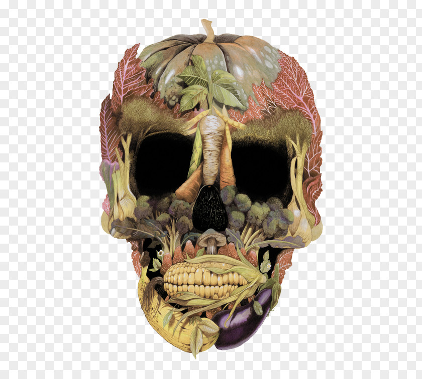 Skull Skull-a-day Drawing Museum Of Osteology PNG