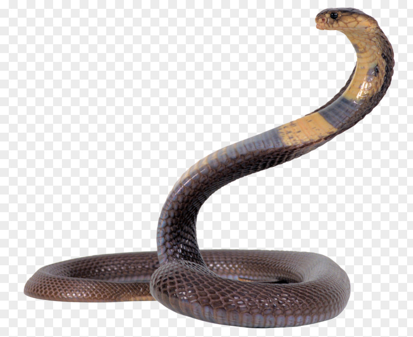 Snake King Cobra PNG