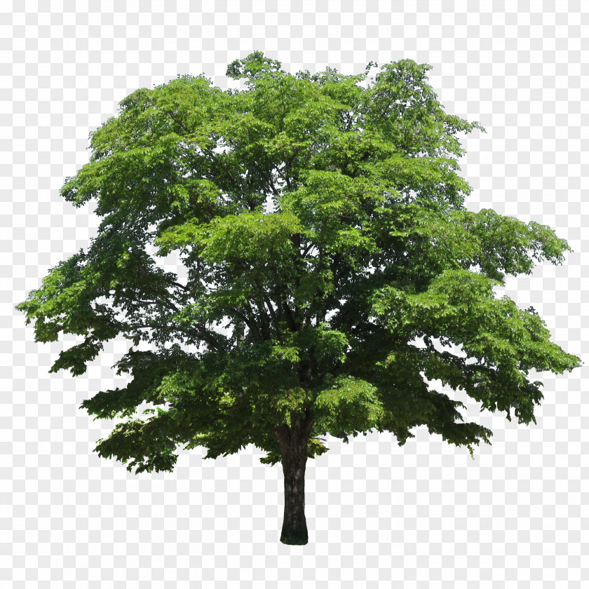 Trim Tree Black Locust Clip Art PNG