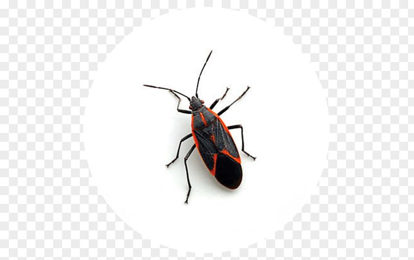 Beetle Boxelder Bug Maple Pest Control PNG