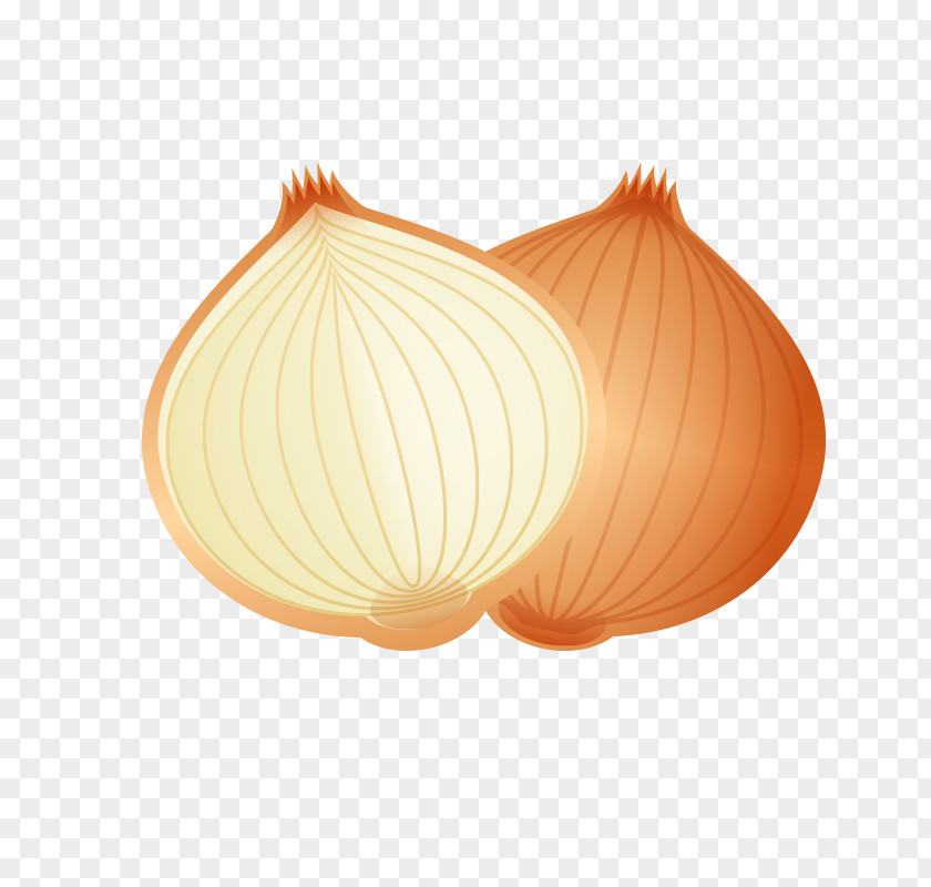 Cartoon Food Onion PNG