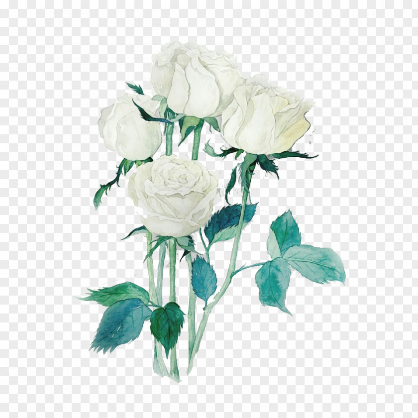 Free White Roses To Pull Material Garden Beach Rose Centifolia Watercolor Painting PNG