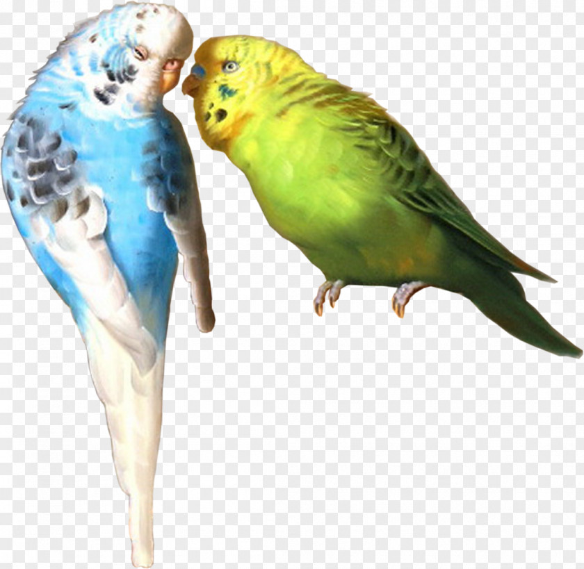 Parrot Bird Budgerigar Parakeet PNG