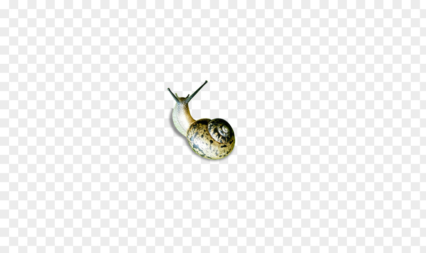 Snails Snail Orthogastropoda Caracol PNG