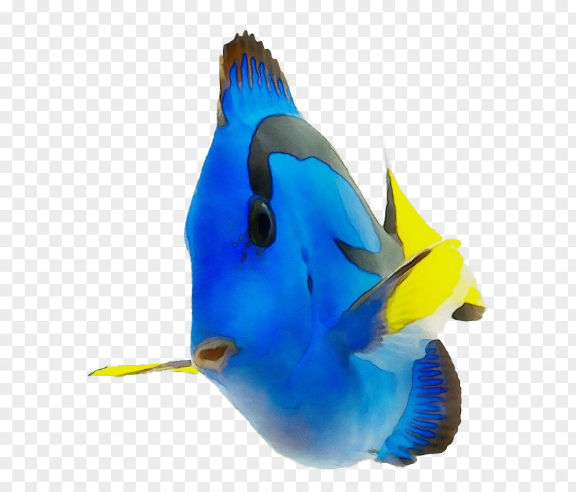 Triggerfish Fin Coral Reef Background PNG