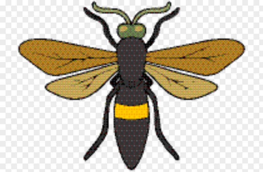 Blister Beetles Fly Honey Background PNG