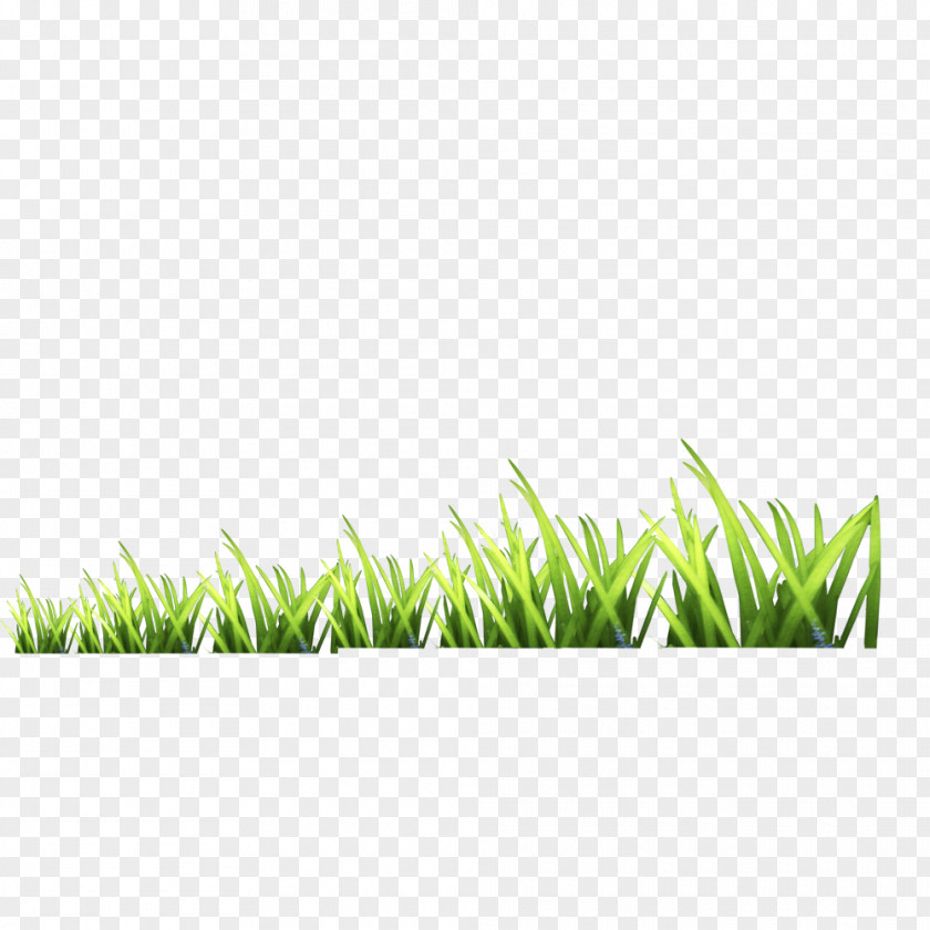 Grass Gratis Download Icon PNG