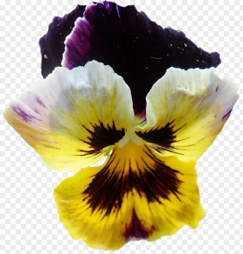 Pansy Information Yellow Clip Art PNG