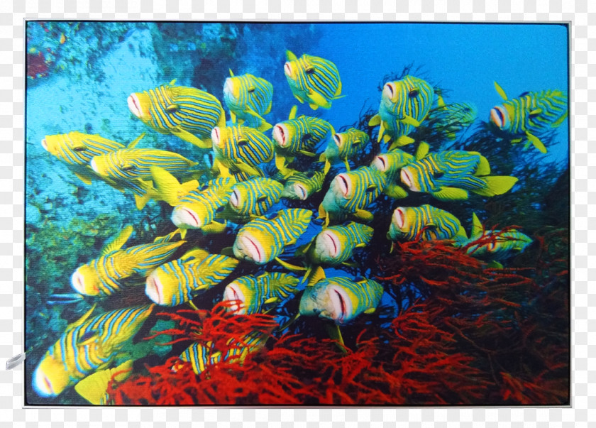 TrolLy Coral Reef Fish Ecosystem Aquarium Marine Biology PNG