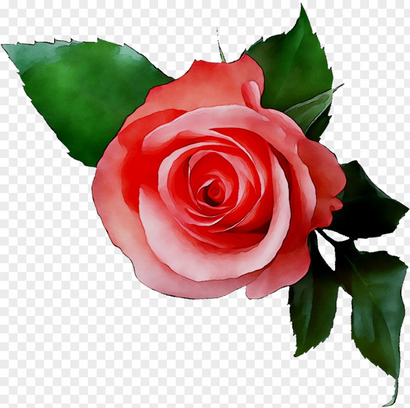 Van Eyck / Luc Garden Roses Cut Flowers Floristry PNG