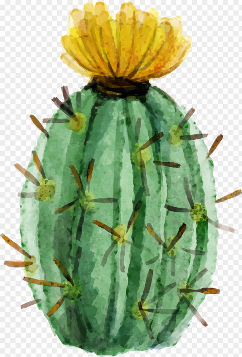 Watercolor Painted Fleshy Cactus Cactaceae Painting Succulent Plant PNG