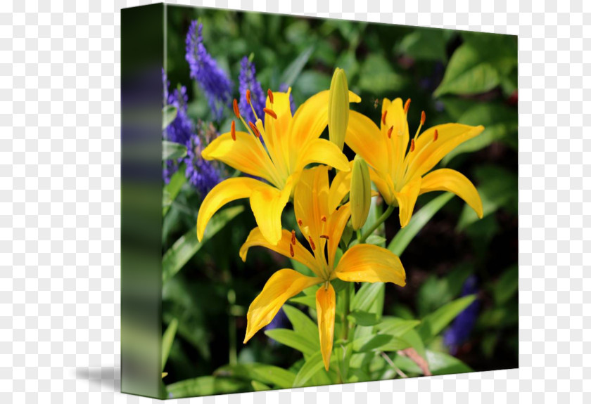 Wild Flowers Flower Daylily Liliaceae Plant Lilium PNG