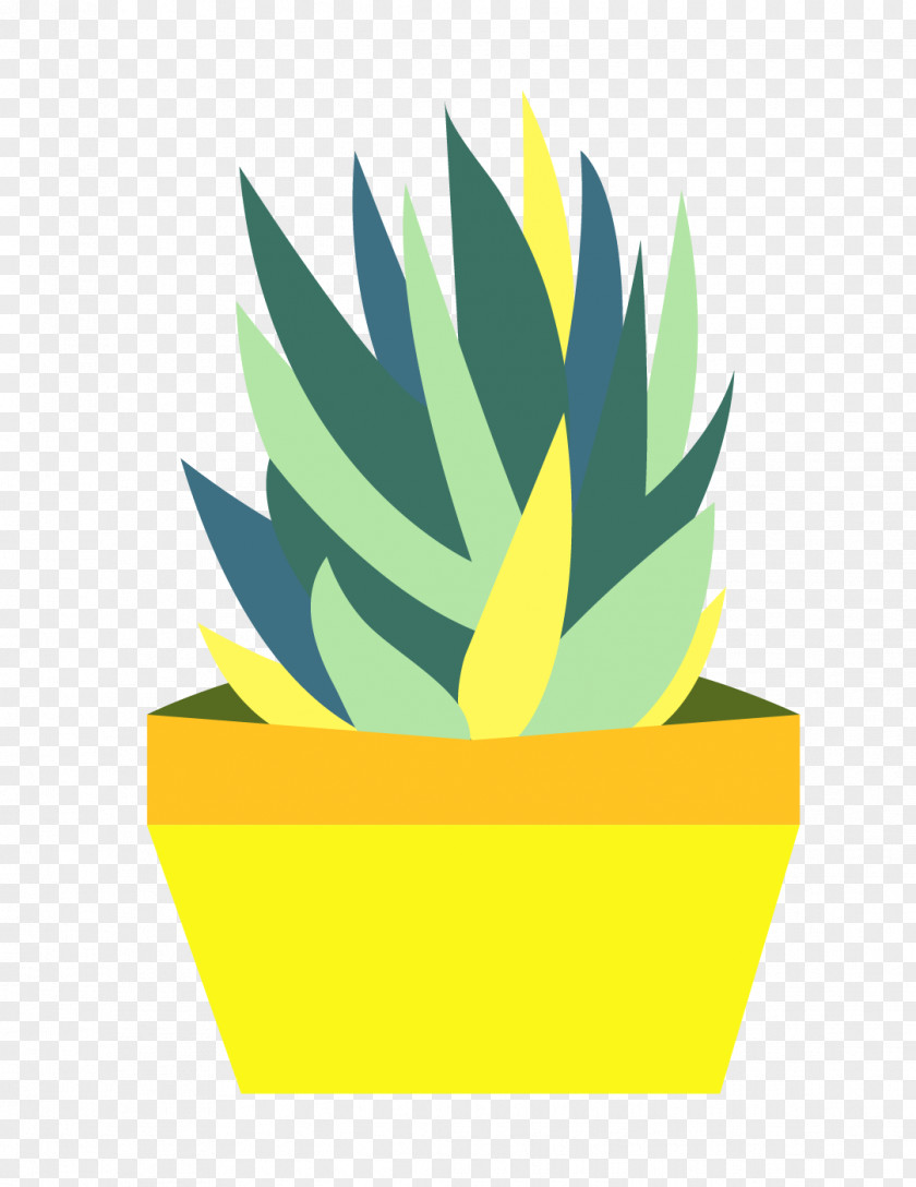 Cactus Image Succulent Plant Plants PNG