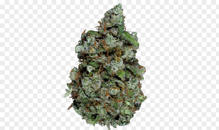 Cannabis Spruce Hemp PNG