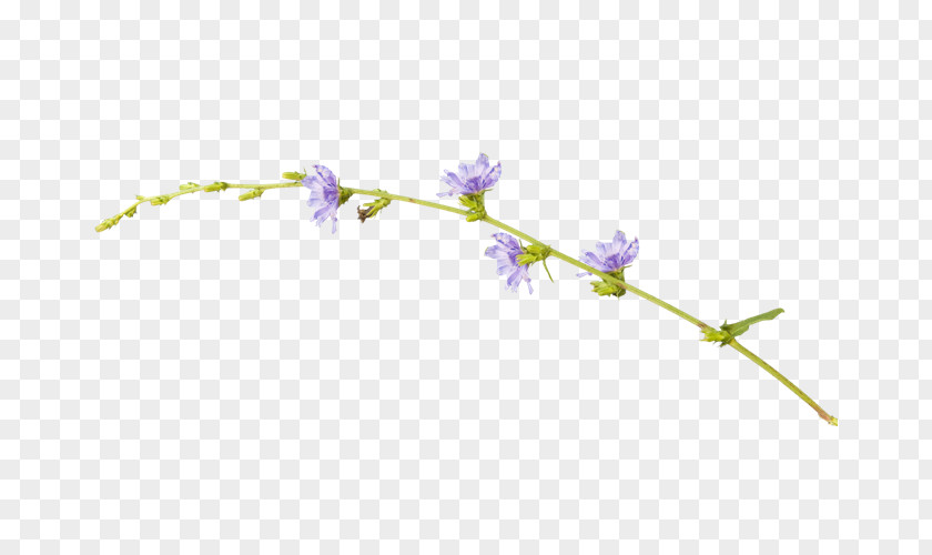 Lilac Flowers Purple Clip Art PNG