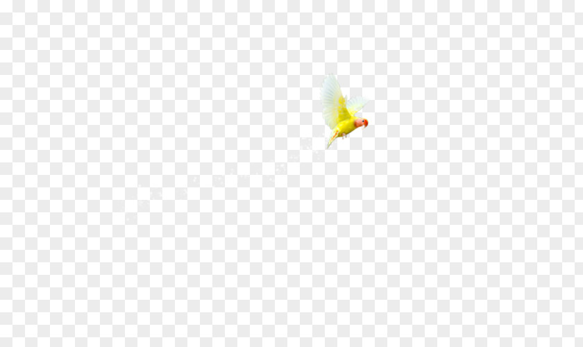 Parrot Flying Out The Stars Butterfly Insect Pollinator Yellow PNG
