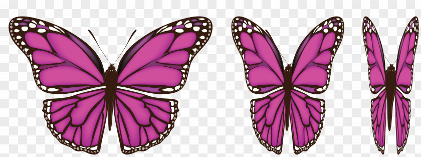 Pink Butterfly Wing Clip Art PNG