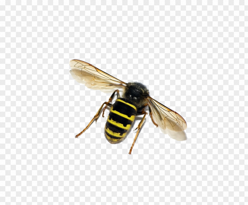 Wasp Honey Bee Insect Ant PNG