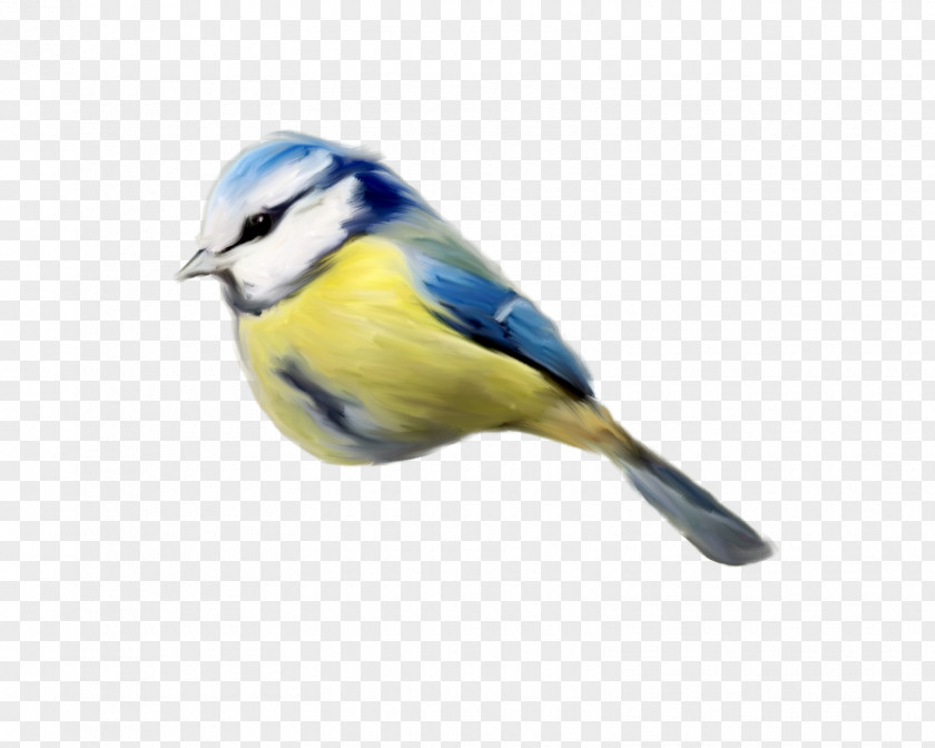 Bird Finch Clip Art PNG