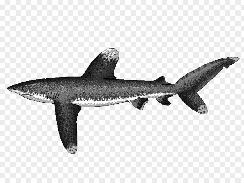 Squaliform Sharks Oceanic Whitetip Shark Carcharhinus Amblyrhynchos Silvertip Longfin Mako PNG