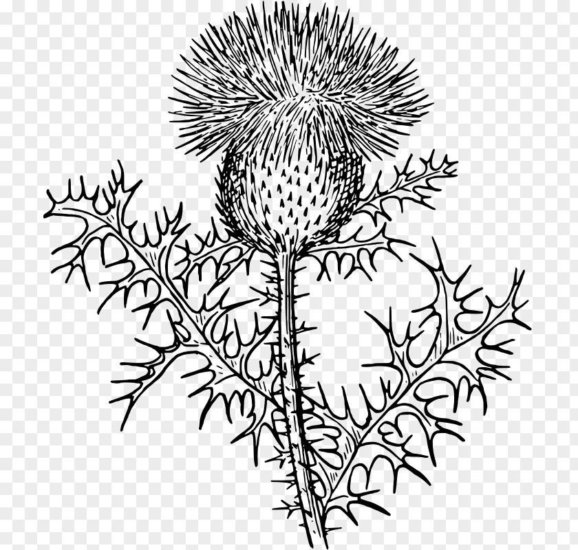 Thistle Drawing Clip Art PNG