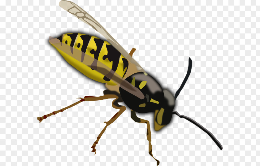 Wasp Cliparts Bee Vespa Simillima Clip Art PNG