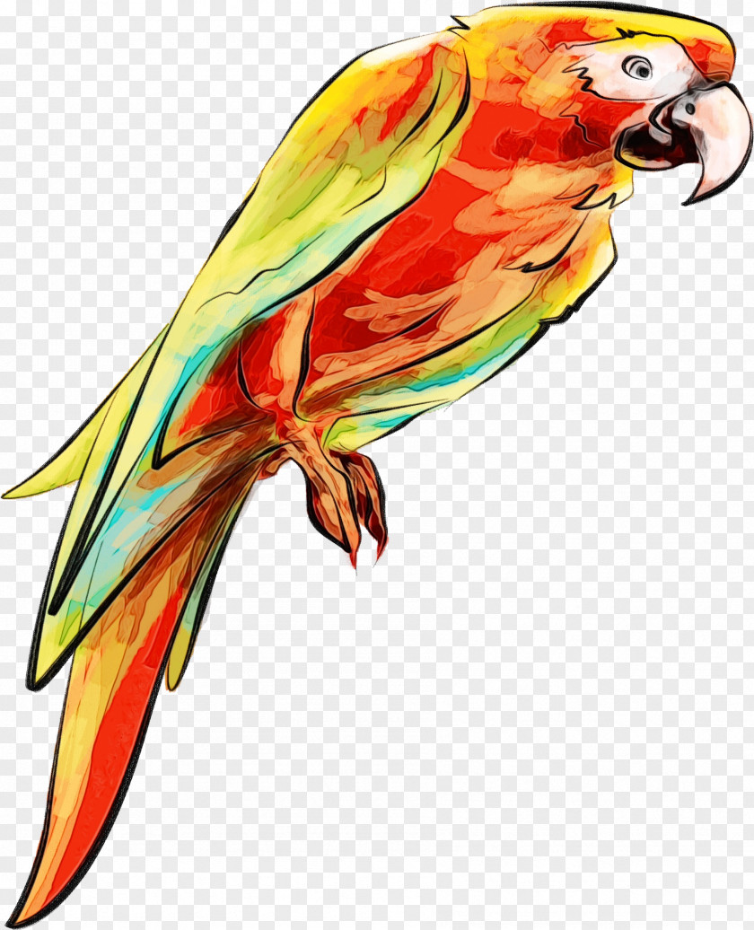 Wing Parakeet Bird Parrot Macaw Beak Lorikeet PNG