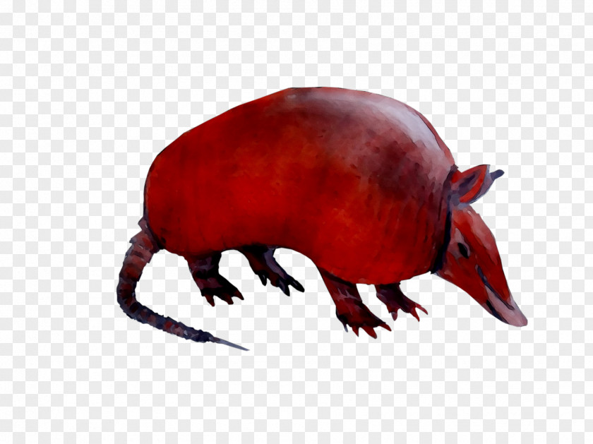 Computer Mouse Fauna Terrestrial Animal Snout PNG