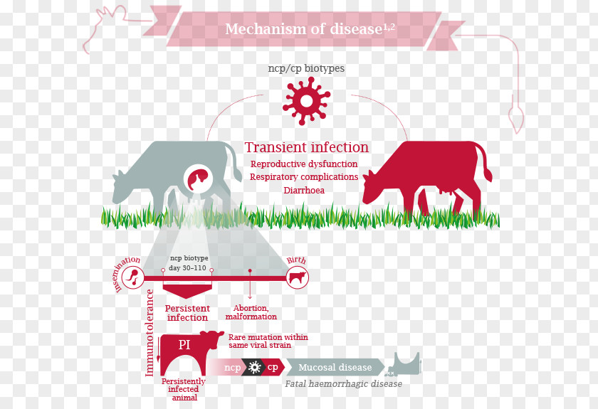 Diarrhea Cattle Bovine Viral Virus Disease PNG