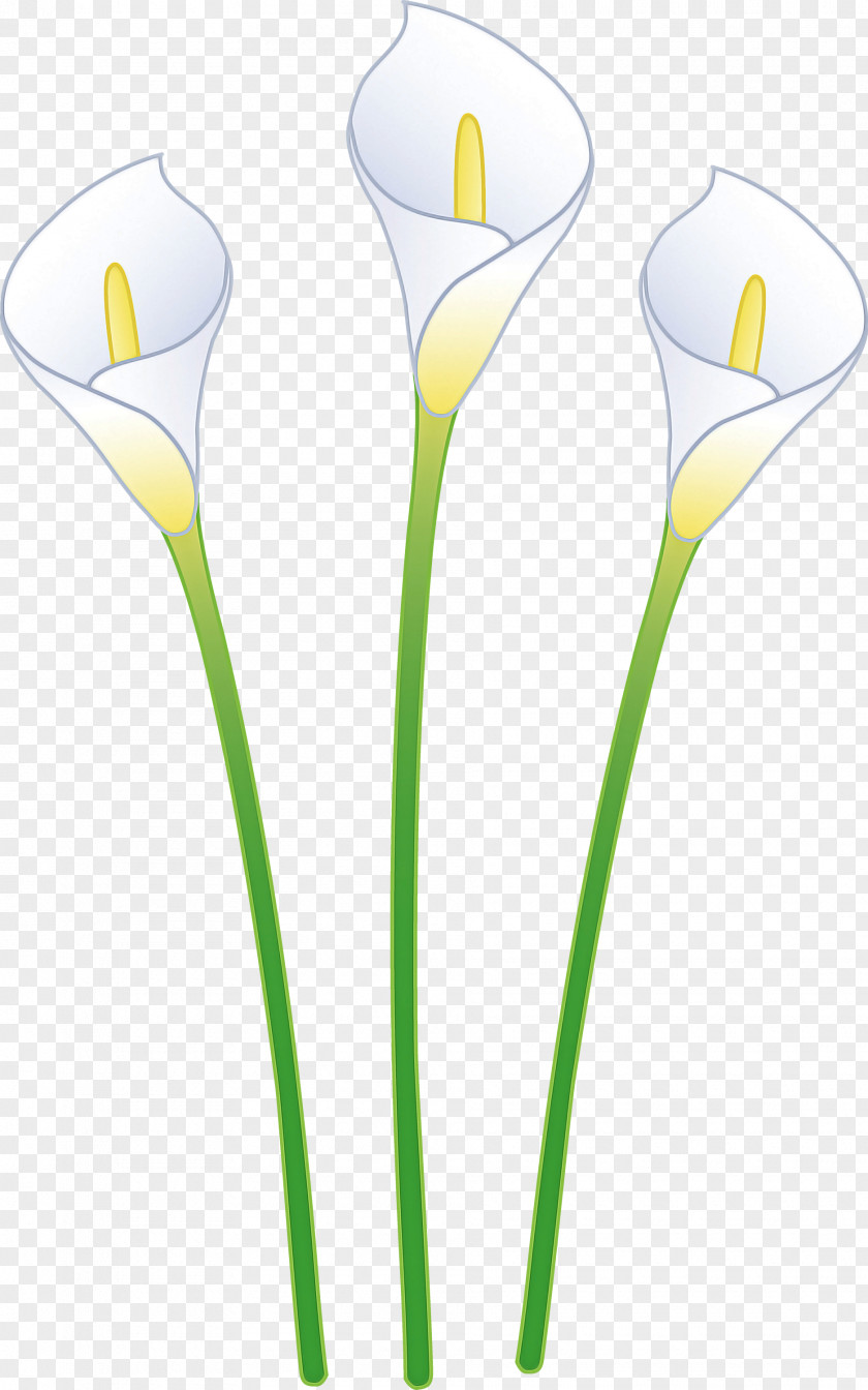 Flower Plant Yellow Cut Flowers Stem PNG