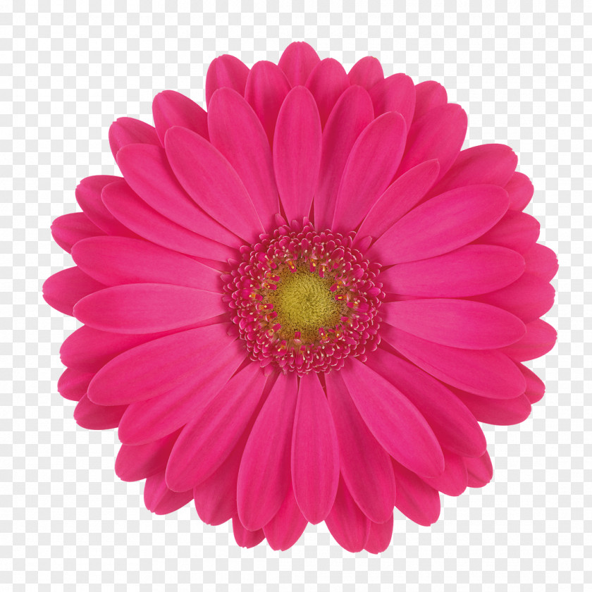 Gerbera Transvaal Daisy Cut Flowers Stock Photography Common PNG
