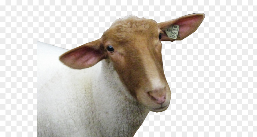 Sheep Goat High-definition Television Display Resolution PNG