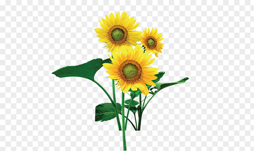 Sunflower Common PNG