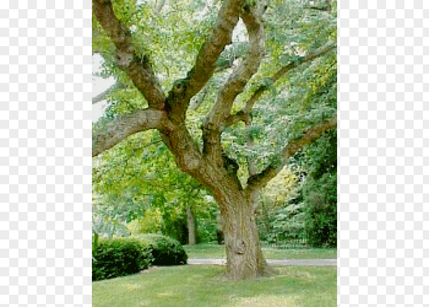 Tree Quercus Suber Cork Evergreen Trunk PNG